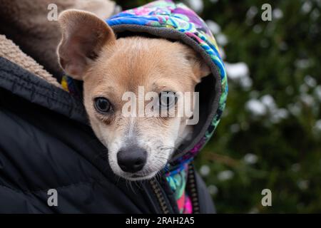 Ein chihuahua Hund sitzt in einer Herrenjacke für einen Spaziergang im Winter auf der Straße, der Hund friert ein und sitzt in einer Jacke in der Kälte Stockfoto