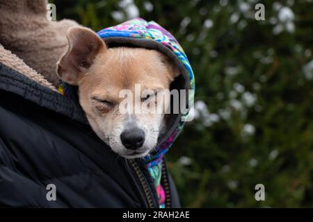 Ein chihuahua Hund sitzt in einer Herrenjacke für einen Spaziergang im Winter auf der Straße, der Hund friert ein und sitzt in einer Jacke in der Kälte Stockfoto