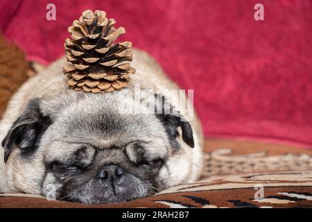 Der süße Hund schläft mit einem Kiefernzapfen auf der Couch in Erwartung der Neujahrsferien Stockfoto