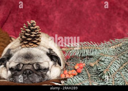 Der süße Hund schläft mit einem Kiefernzapfen auf der Couch in Erwartung der Neujahrsferien Stockfoto
