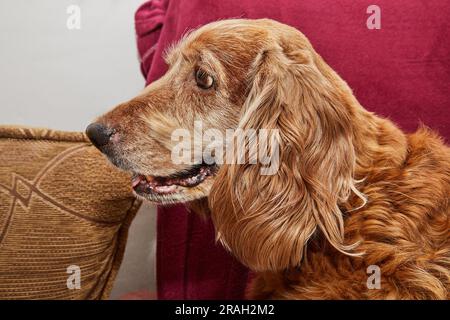 Klassisches Hundeentspannungs-Porträt eines englischen Cocker Spaniel auf einem alten Sessel Stockfoto