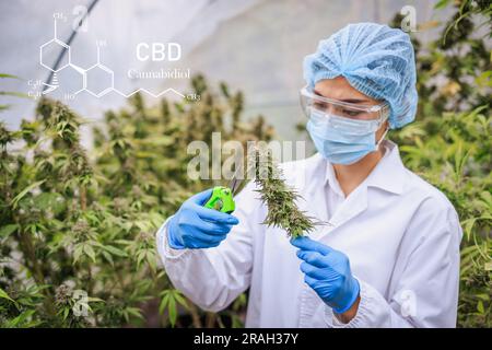 Marihuana-Forschung, Wissenschaftlerin im Hanffeld, die Pflanzen und Blumen untersucht, Konzept der alternativen Kräutermedizin, Marihuana. Organische Hanfkräuter Stockfoto