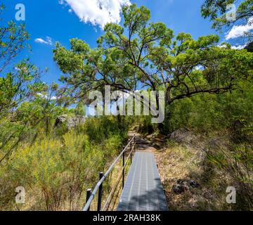 Fußweg zum SEwn Rocks Lookout im Mount Kaputar National Park, NSW, Australien Stockfoto