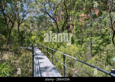 Fußweg zum SEwn Rocks Lookout im Mount Kaputar National Park, NSW, Australien Stockfoto