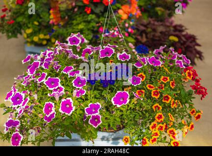 Körbe mit hängenden Petunienblumen auf dem Balkon. Petunienblüten-Zierpflanze. Lila und pinke Petunien in einem Hängekorb. Töpfe aus hellem Kalibrach Stockfoto