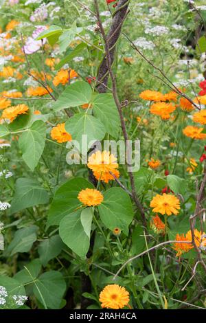 Calendula officinalis. Marigoldblüten und Ipomoea-Blätter, die unter Läuferbohnen wachsen. UK Stockfoto