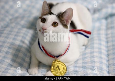 Japanische Bobtail-Katze, die eine Goldmedaille um den Hals trägt Stockfoto