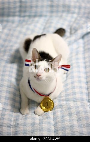 Japanische Bobtail-Katze, die eine Goldmedaille um den Hals trägt Stockfoto