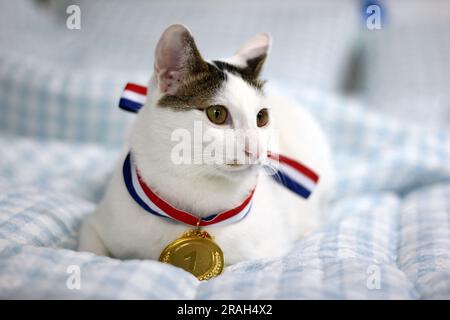 Japanische Bobtail-Katze, die eine Goldmedaille um den Hals trägt Stockfoto