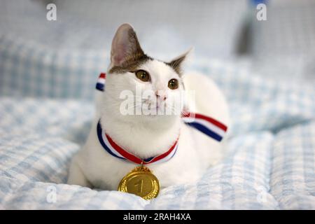 Japanische Bobtail-Katze, die eine Goldmedaille um den Hals trägt Stockfoto