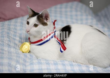 Japanische Bobtail-Katze, die eine Goldmedaille um den Hals trägt Stockfoto