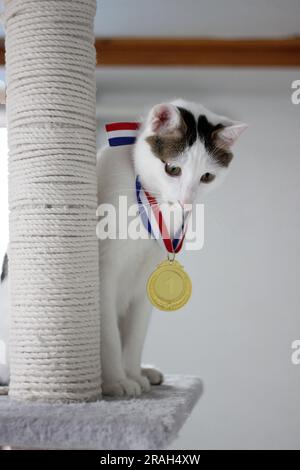 Japanische Bobtail-Katze, die eine Goldmedaille um den Hals trägt Stockfoto