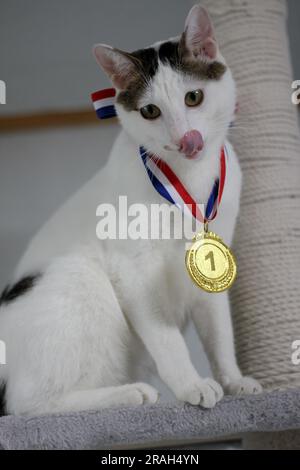 Japanische Bobtail-Katze, die eine Goldmedaille um den Hals trägt Stockfoto