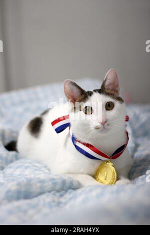 Japanische Bobtail-Katze, die eine Goldmedaille um den Hals trägt Stockfoto