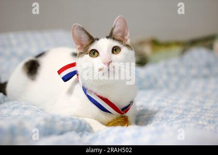 Japanische Bobtail-Katze, die eine Goldmedaille um den Hals trägt Stockfoto