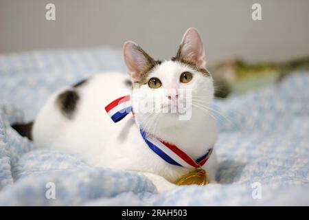 Japanische Bobtail-Katze, die eine Goldmedaille um den Hals trägt Stockfoto