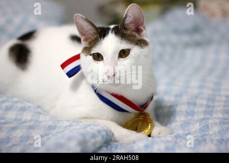 Japanische Bobtail-Katze, die eine Goldmedaille um den Hals trägt Stockfoto