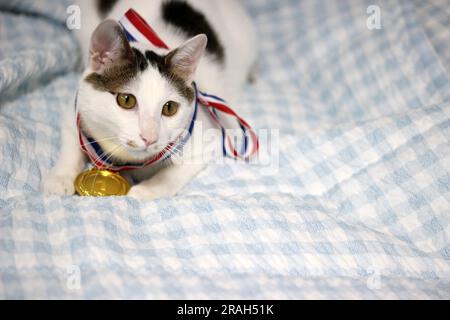 Japanische Bobtail-Katze, die eine Goldmedaille um den Hals trägt Stockfoto