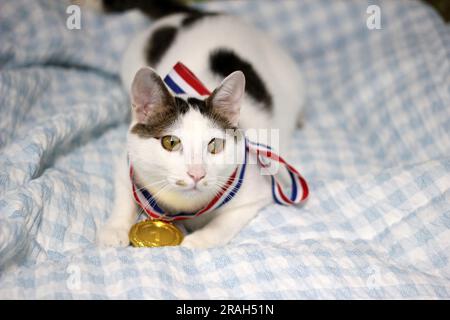 Japanische Bobtail-Katze, die eine Goldmedaille um den Hals trägt Stockfoto