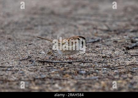 Ein kleiner Singvogel auf einem Dreckspfad an einem bewölkten Tag Stockfoto