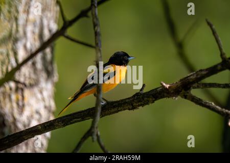 baltimore-Oriole auf einem Ast im Wald mit grünem Hintergrund Stockfoto