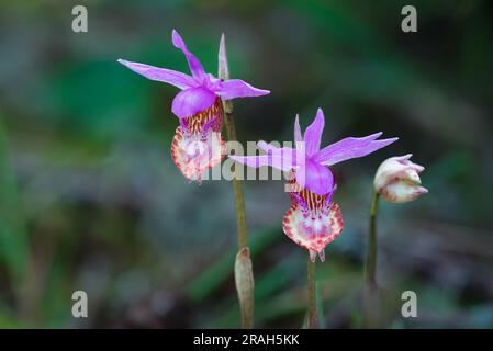 Die blühende Calypso bulbosa Orchidee im East Sooke Regional Park, Vancouver Island, British Columbia, Kanada. Stockfoto