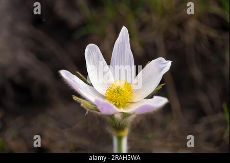 Die Prärie Crocus blüht auf den Prärien in der Nähe von Plum Coulee, Manitoba, Kanada. Stockfoto