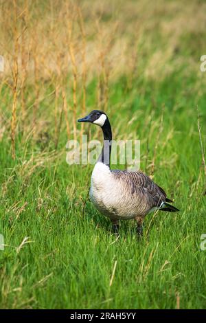 Eine männliche Kanadagans bewacht das Nest und eine weibliche Gans im Discovery Nature Sanctuary in Winkler, Manitoba, Kanada. Stockfoto