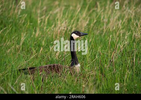 Eine männliche Kanadagans bewacht das Nest und eine weibliche Gans im Discovery Nature Sanctuary in Winkler, Manitoba, Kanada. Stockfoto