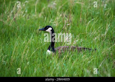 Eine männliche Kanadagans bewacht das Nest und eine weibliche Gans im Discovery Nature Sanctuary in Winkler, Manitoba, Kanada. Stockfoto