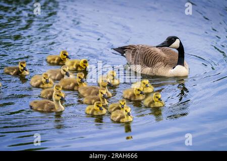 Kanadische Gänse im Naturteich der Kroeker Farms in der Nähe des Discovery Nature Sanctuary in Winkler, Manitoba, Kanada. Stockfoto