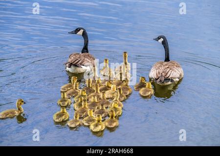 Kanadische Gänse im Naturteich der Kroeker Farms in der Nähe des Discovery Nature Sanctuary in Winkler, Manitoba, Kanada. Stockfoto