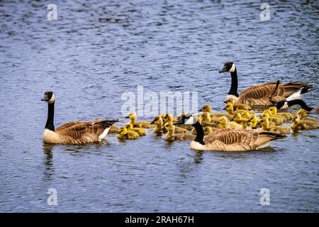 Kanadische Gänse im Naturteich der Kroeker Farms in der Nähe des Discovery Nature Sanctuary in Winkler, Manitoba, Kanada. Stockfoto