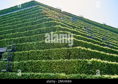 Vollständig grüne Fassade eines Gebäudes im Stadtzentrum von Düsseldorf Stockfoto