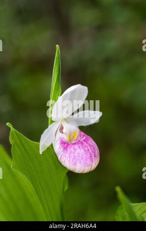 Der große, prachtvolle, rosafarbene Frauenschuh blüht im Woodridge Bog, Manitoba, Kanada. Stockfoto