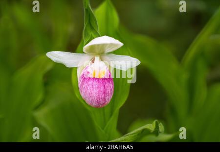 Der große, prachtvolle, rosafarbene Frauenschuh blüht im Woodridge Bog, Manitoba, Kanada. Stockfoto