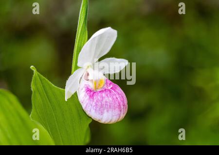 Der große, prachtvolle, rosafarbene Frauenschuh blüht im Woodridge Bog, Manitoba, Kanada. Stockfoto