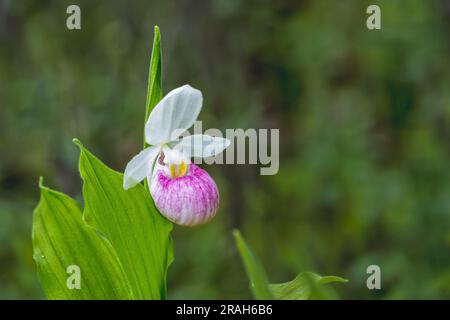 Der große, prachtvolle, rosafarbene Frauenschuh blüht im Woodridge Bog, Manitoba, Kanada. Stockfoto