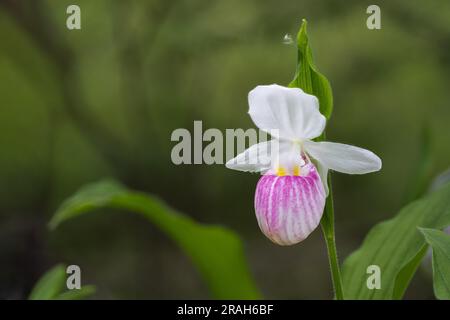 Der große, prachtvolle, rosafarbene Frauenschuh blüht im Woodridge Bog, Manitoba, Kanada. Stockfoto
