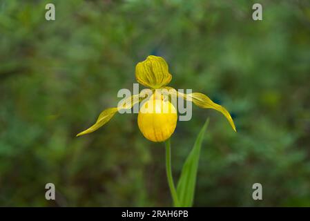 Der große Yellow Lady's Slipper im Stead Road Bog, Manitoba, Kanada. Stockfoto