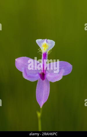 Die Tuberous Grass Pink Orchidee im Stead Road Moor, Manitoba, Kanada. Stockfoto