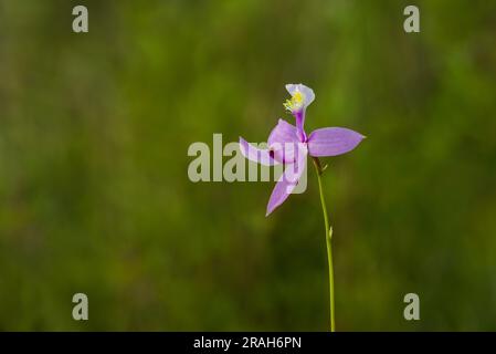 Die Tuberous Grass Pink Orchidee im Stead Road Moor, Manitoba, Kanada. Stockfoto