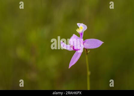 Die Tuberous Grass Pink Orchidee im Stead Road Moor, Manitoba, Kanada. Stockfoto