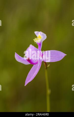 Die Tuberous Grass Pink Orchidee im Stead Road Moor, Manitoba, Kanada. Stockfoto