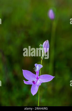 Die Tuberous Grass Pink Orchidee im Stead Road Moor, Manitoba, Kanada. Stockfoto