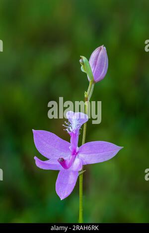 Die Tuberous Grass Pink Orchidee im Stead Road Moor, Manitoba, Kanada. Stockfoto