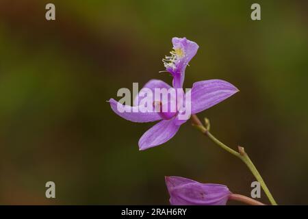 Die Tuberous Grass Pink Orchidee im Stead Road Moor, Manitoba, Kanada. Stockfoto