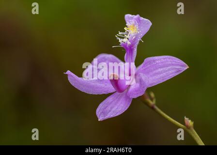 Die Tuberous Grass Pink Orchidee im Stead Road Moor, Manitoba, Kanada. Stockfoto