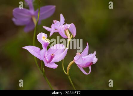 Die Tuberous Grass Pink Orchidee im Stead Road Moor, Manitoba, Kanada. Stockfoto