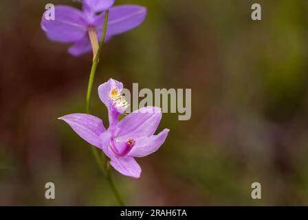 Die Tuberous Grass Pink Orchidee im Stead Road Moor, Manitoba, Kanada. Stockfoto